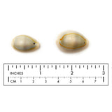 SP1043-44 Natural Cowry Shell CHOOSE SIZE BELOW