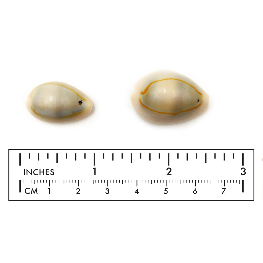 SP1043-44 Natural Cowry Shell CHOOSE SIZE BELOW